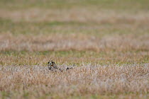 Short-eared owl (Asio flammeus) on ground, Saskatchewan, Canada. November