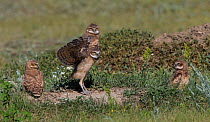 Burrowing owl (Athene cunicularia) group of chicks, Grasslands National Park, Val Marie, Saskatchewan, Canada. July