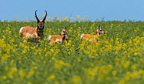 Pronghorn Antelope (Antilocapra americana Saskatchewan, Canada. July