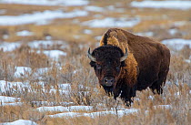 American bison (Bison bison) Saskatchewan, Canada. January