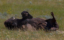 Bison (Bison bison) dust bathing, Grasslands National Park, Val Marie, Saskatchewan, Canada. July
