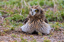 Short-eared owl (Asio flammeus) on ground, Saskatchewan, Canada. November