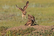 Burrowing owl (Athene cunicularia) juveniles play fighting,Grasslands National Park, Val Marie, Saskatchewan, Canada. June