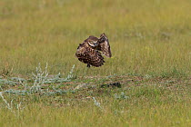 Burrowing owl (Athene cunicularia) young owlet testing its wings by jumping and flapping its wings to build strength.Grasslands National Park, Val Marie, Saskatchewan, Canada. June