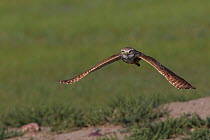 Burrowing owl (Athene cunicularia) in flight, Grasslands National Park, Val Marie, Saskatchewan, Canada. June.