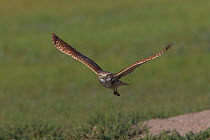 Burrowing owl (Athene cunicularia) in flight, Grasslands National Park, Val Marie, Saskatchewan, Canada. June.
