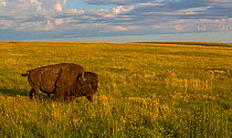 American bison (Bison bison) Grasslands National Park, Val Marie, Saskatchewan, Canada. July