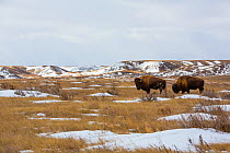 American bison (Bison bison) Grasslands National Park, Val Marie, Saskatchewan, Canada. January
