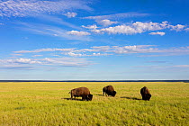 American bison (Bison bison) Grasslands National Park, Val Marie, Saskatchewan, Canada. June