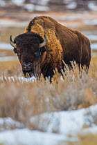 Bison (Bison bison) Grasslands National Park, Val Marie, Saskatchewan, Canada. January