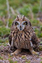 Short-eared owl (Asio flammeus) on the ground, Saskatchewan, Canada, November.