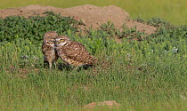 Burrowing owl (Athene cunicularia) pair preening on ground, Grasslands National Park, Val Marie, Saskatchewan, Canada. June