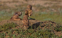 Burrowing owl (Athene cunicularia) chicks on the ground. Grasslands National Park, Val Marie, Saskatchewan, Canada. June