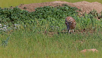 Burrowing owl (Athene cunicularia) on ground, Grasslands National Park, Val Marie, Saskatchewan, Canada. June