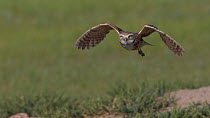 Burrowing owl (Athene cunicularia) in flight, Grasslands National Park, Val Marie, Saskatchewan, Canada. June