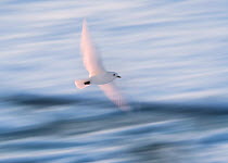 Ivory Gull (Pagophila eburnea) in flight, Svalbard, Norway September