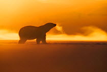 Polar bear (Ursus maritimus) silhouetted in winter, Svalbard, Norway, March.