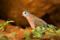 Emerald-spotted wood dove (Turtur chalcospilos) Zimanga, South Africa