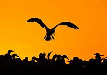 Cape gannet (Morus capensis) silhouetted in flight, Bird Island, South Africa
