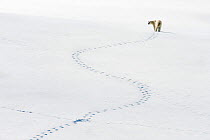 Polar bear (Ursus maritimus) and meandering footprints, Svalbard, Norway