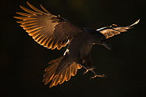 Northern raven (Corvus corax) in flight, Smola, Norway