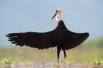 Woolly neck stork (Ciconia episcopus) with wings outstretched, Zimanga, South Africa
