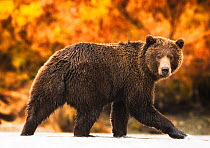 Grizzly bear (Ursus arctos) in Katmai, Alaska, USA