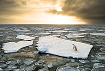 Polar bear (Ursus maritimus) on drifting ice, Svalbard, Norway September
