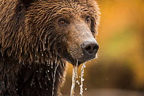 Grizzly bear (Ursus arctos) portrait, with water dripping from muzzle, Katmai, Alaska, USA