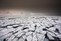 Pancake ice, Raudfjorden, Spitsbergen, Svalbard, Norway, March.