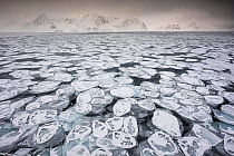 Panecake ice in Raudfjorden in March at the northern tip of Spitsbergen, Svalbard, Norway, March.