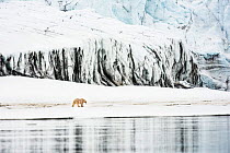 Polar bear (Ursus maritimus) in front of glacier in Spitsbergen, Svalbard, Norway, June.