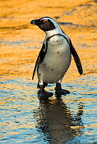 African Penguin (Spheniscus demersus) at Bird Island, Algoa Bay, South Africa