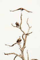 White backed vultures (Gyps africanus) in tree, South Africa