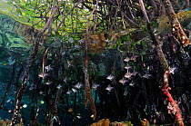 Orbiculate cardinalfish (Sphaeramia orbicularis) sheltering amongst roots of mangroves (Rhizophora sp.) Mangrove Ridge, Yanggefo Island, Raja Ampat, West Papua, Indonesia.