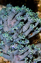 Flowerpot coral (Goniopora sp.) Aljui Bay, Raja Ampat, West Papua, Indonesia.