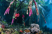 Mangroves (Rhizophora sp.) above coral reef encrusted with tunicates (Didemnum sp.), and Soft coral (Dendronephthya sp.). Mangrove Ridge, Yanggefo Island, Raja Ampat, West Papua, Indonesia.