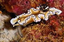 Black-margined doriprismatica (Doriprismatica atromarginata)  Aljui Bay, Raja Ampat, West Papua, Indonesia.