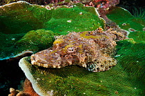 Crocodilefish (Cymbacephalus beauforti), resting on coral Dampier Strait, Raja Ampat, West Papua, Indonesia.
