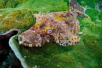 Crocodilefish (Cymbacephalus beauforti), resting on coral Dampier Strait, Raja Ampat, West Papua, Indonesia.