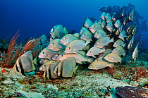 School of Blackfin sweetlips (Diagramma melanacrum), and Pinnate batfish (Platax pinnatus), sheltering on lower reef by large sea fan (gorgonian coral). Dampier Strait, Raja Ampat, West Papua, Indones...