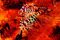 Coleman shrimp (Periclimenes colemani) on Fire urchin (Asthenosoma ijimai). Aljui Bay, Raja Ampat, West Papua, Indonesia.