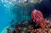 Barrel sponge (Xestospongia testudinaria), beneath roots of mangroves (Rhizophora sp.). Diver photographing Mangrove Ridge, Yanggefo Island, Raja Ampat, West Papua, Indonesia, March 2016