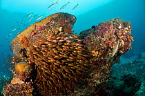 School of Golden/ Pygmy Sweepers (Parapriacanthus ransonneti), and other fishes, sheltering around a coral head Dampier Strait, Raja Ampat, West Papua, Indonesia.