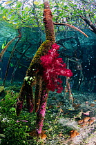 Mangrove (Rhizophora sp.), with soft coral (Dendronephthya sp.) growing on the roots, and encrusting tunicates (including Didemnum sp.). Mangrove Ridge, Yanggefo Island, Raja Ampat, West Papua, Indone...