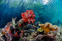 Soft corals (Dendronephthya sp.) and Leather coral (Sarcophyton sp.), beneath mangroves (Rhizophora sp.) Mangrove Ridge, Yanggefo Island, Raja Ampat, West Papua, Indonesia, March 2016