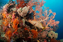 Slender grouper (Anyperodon leucogrammicus) sheltering by gorgonian sea fan and other corals on coral reef Cape Kri, Dampier Strait, Raja Ampat, West Papua, Indonesia, March 2016
