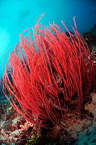 Sea whips, gorgonian coral (Ellisella sp.) Cape Kri, Dampier Strait, Raja Ampat, West Papua, Indonesia, March 2016