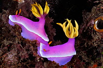 Nudibranch (Hypselodoris apolegma), pair Lembeh Strait, North Sulawesi, Indonesia