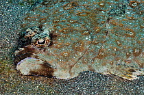Ocellated flounder / Twin-spot flounder (Pseudorhombus dupliciocellatus), camouflaged on sea bed Lembeh Strait, North Sulawesi, Indonesia, February 2016